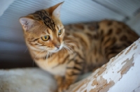 Picture of portrait of an alert bengal cat