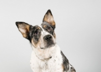 Picture of Portrait of an Australian Cattle dog mix in studio.