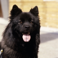 Picture of portrait of an eurasier from vom eckertschofchen