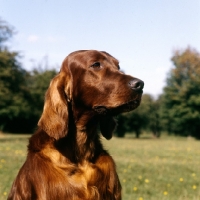 Picture of portrait of an irish setter