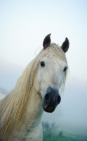 Picture of Portrait of Andalusian.