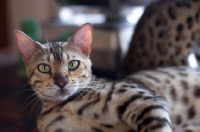 Picture of portrait of bengal cat