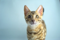 Picture of portrait of bengal kitten 