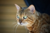 Picture of Portrait of bengal male cat, champion Guru Nuvolari