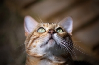 Picture of Portrait of bengal male cat looking up, champion Guru Nuvolari