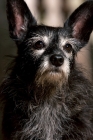 Picture of portrait of black terrier mix