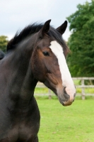 Picture of Portrait of brown Cob in green field