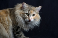 Picture of Portrait of champion Kronangens Lucia looking towards camera, studio shot with black background