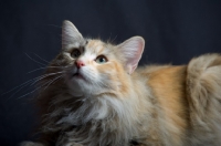 Picture of Portrait of champion Kronangens Lucia looking towards camera, studio shot with black background