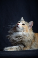 Picture of Portrait of champion Kronangens Lucia looking up, studio shot with black background