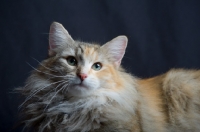 Picture of Portrait of champion Kronangens Lucia looking towards camera, studio shot with black background