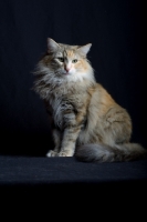 Picture of Portrait of champion Kronangens Lucia sitting, studio shot with black background