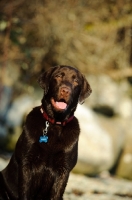 Picture of Portrait of Chocolate Lab with mouth open. 