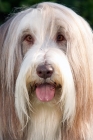Picture of portrait of fawn bearded collie in show coat