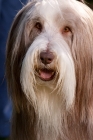 Picture of portrait of fawn bearded collie