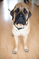 Picture of Portrait of Fawn Mastiff with drool.