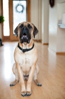 Picture of Portrait of Fawn Mastiff with drool.