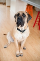 Picture of Portrait of Fawn Mastiff.