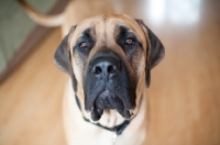 Picture of Portrait of Fawn Mastiff