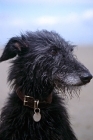 Picture of portrait of fern, the proud lurcher, wearing name tag