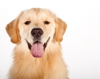 Picture of portrait of golden retriever, front view
