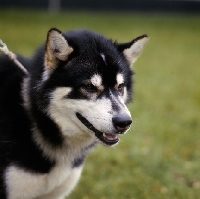 Picture of portrait of greenland dog