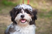 Picture of portrait of happy Shih Tzu dog.