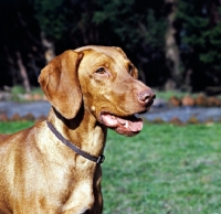 Picture of portrait of hungarian vizsla from wolfox
