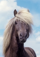 Picture of portrait of Icelandic stallion with sky background