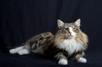 Picture of Portrait of international champion Quadzilla's Sirius resting and looking towards camera, studio shot with black background