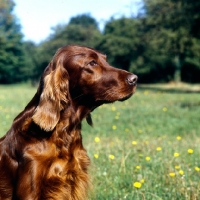 Picture of portrait of irish setter looking intently