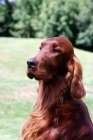 Picture of portrait of irish setter