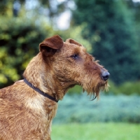 Picture of portrait of irish terrier