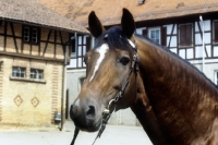 Picture of portrait of Kalman, wurttemberger stallion at marbach stud germany