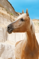 Picture of portrait of Kinsky horse on sand