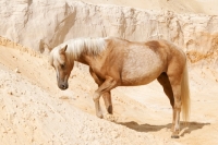 Picture of portrait of Kinsky horse on sand