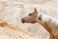 Picture of portrait of Kinsky horse on sand