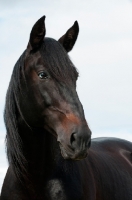 Picture of portrait of Lusitano stallion on white/light-blue background