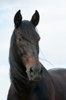 Picture of portrait of Lusitano stallion with light blue sky background