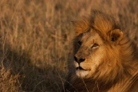 Picture of Portrait of male Lion on an early morning in Masai Mara