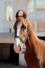 Picture of portrait of marwari mare, winner in the Chetri Marwari horse show
