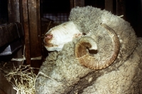 Picture of portrait of merino ram