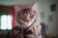 Picture of Portrait of Norwegian Forest Cat, Quadzilla's Taiji held in hand by her owner