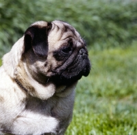 Picture of portrait of pug in profile