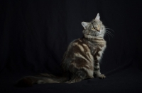 Picture of Portrait of Quadzilla's Taiji sitting, studio shot with black background