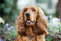 Picture of portrait of red cocker spaniel