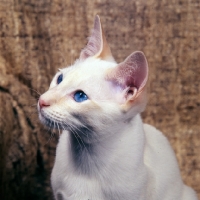 Picture of portrait of red point siamese cat