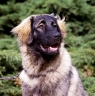 Picture of portrait of sarplaninac, yugoslavian sheepdog,