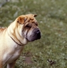 Picture of portrait of shar pei