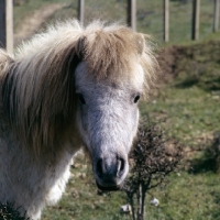 Picture of portrait of shetland pony